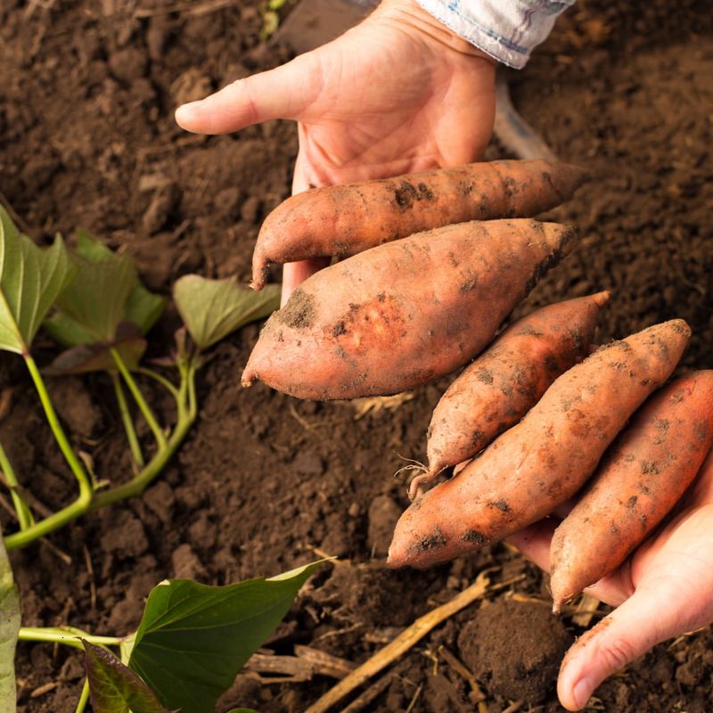 Sweet Potatoes