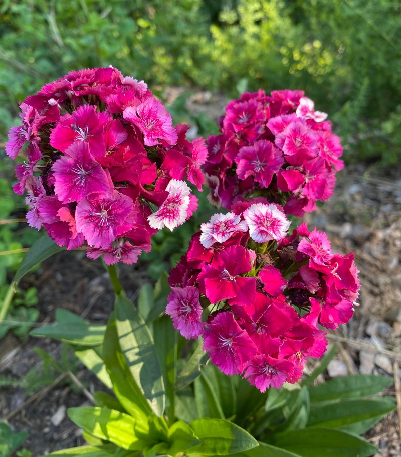 Sweet William