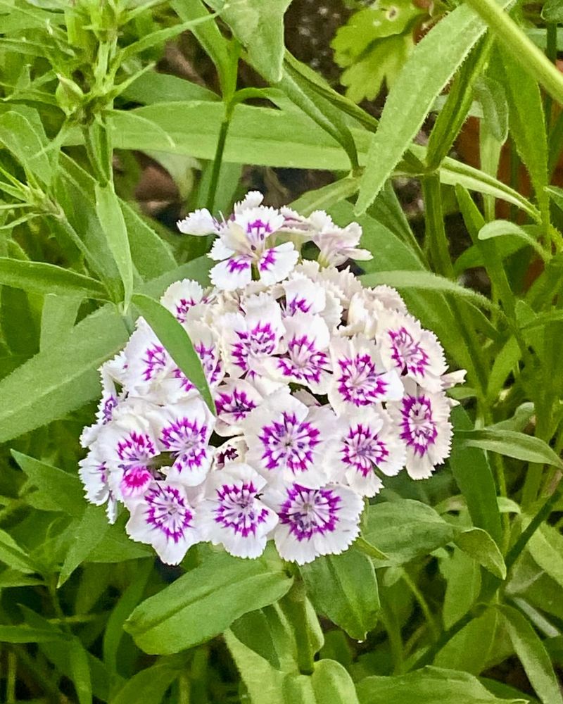 Sweet William