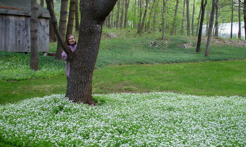 Sweet Woodruff