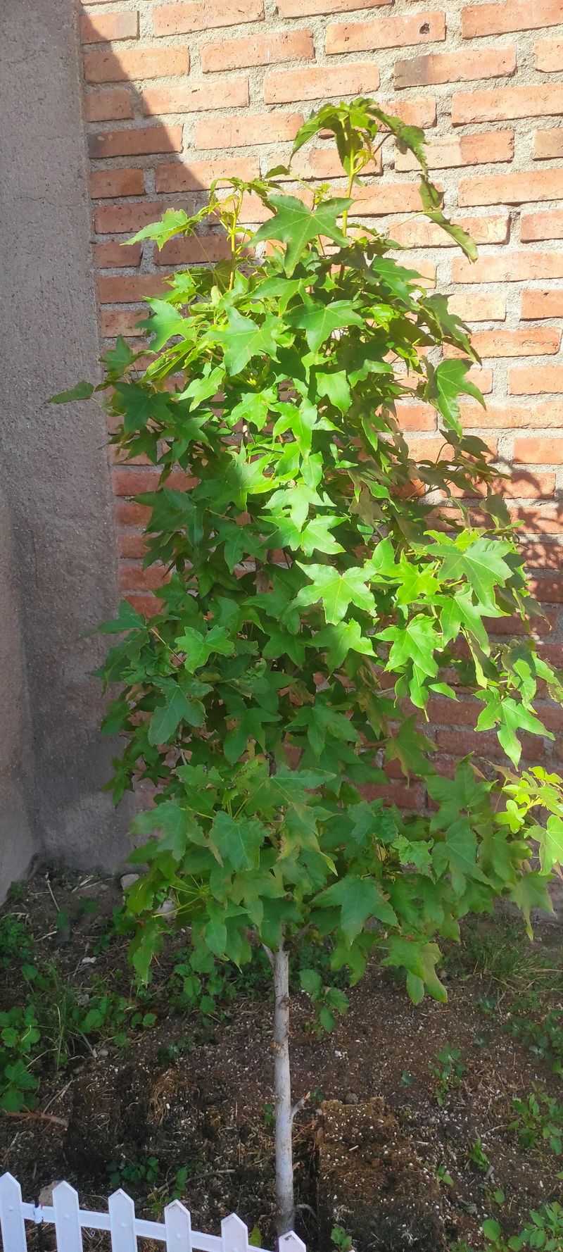 Sweetgum