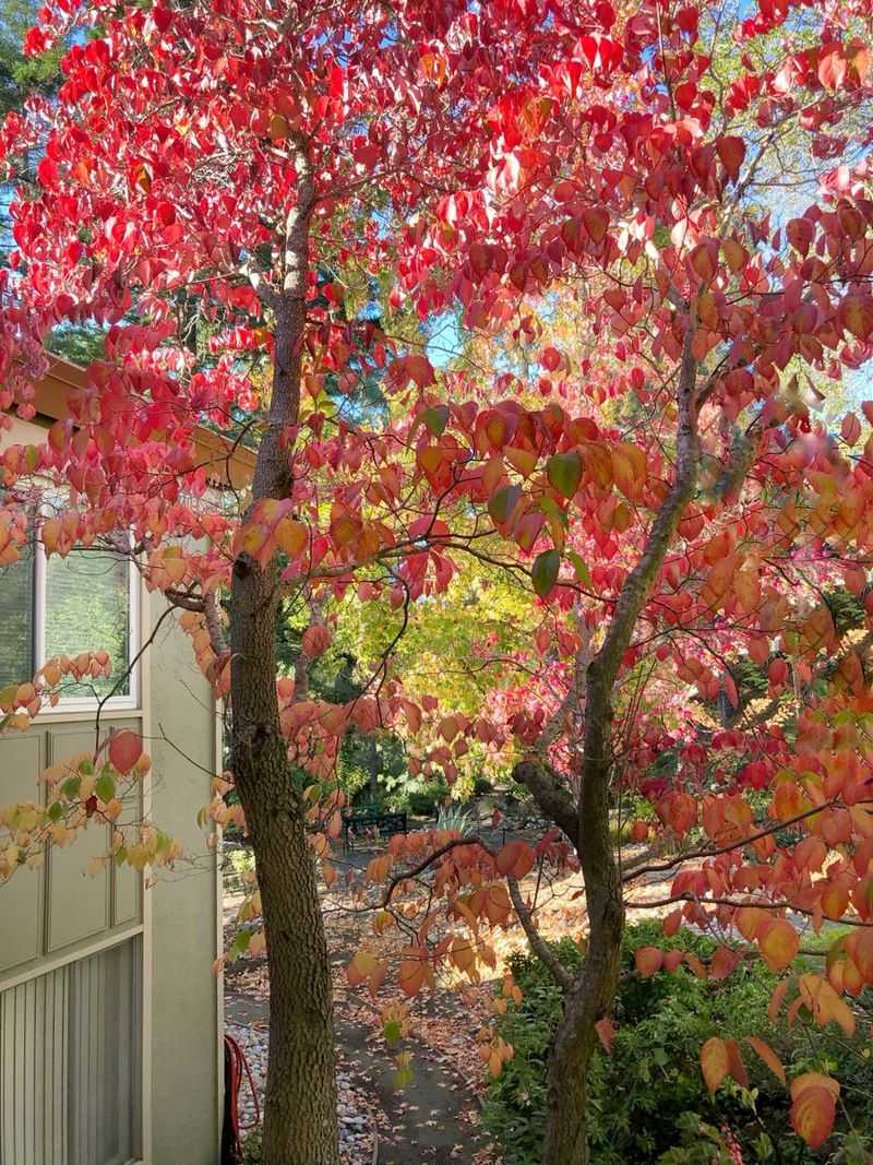 Sweetgum