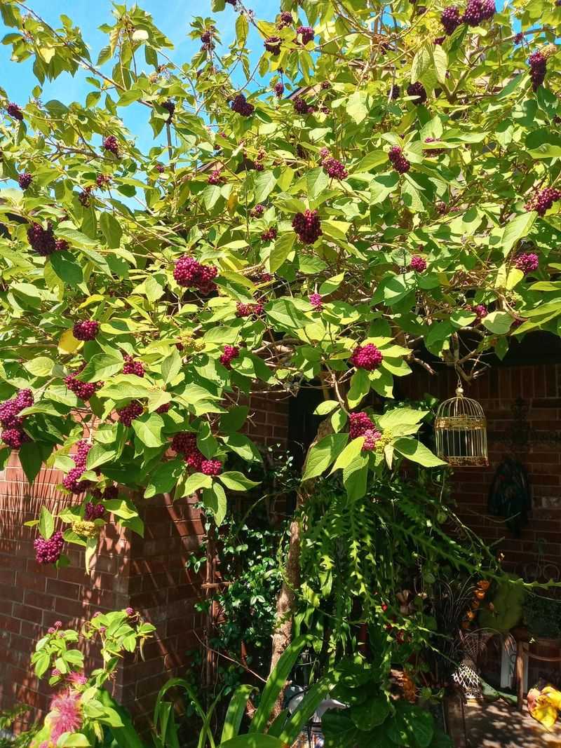 Sweetshrub