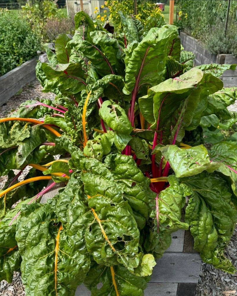 Swiss Chard