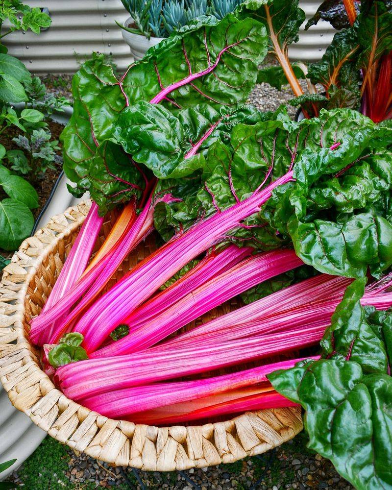 Swiss Chard