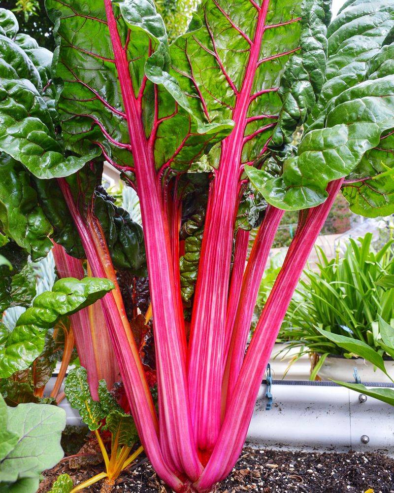 Swiss Chard