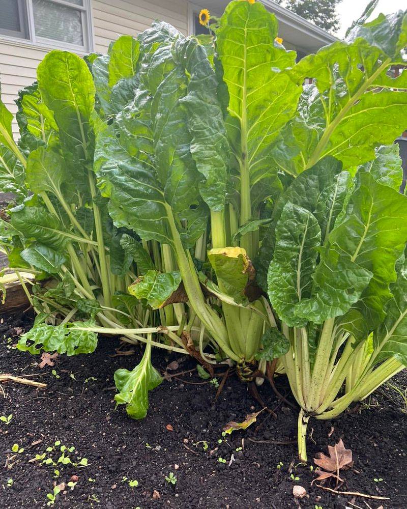 Swiss Chard