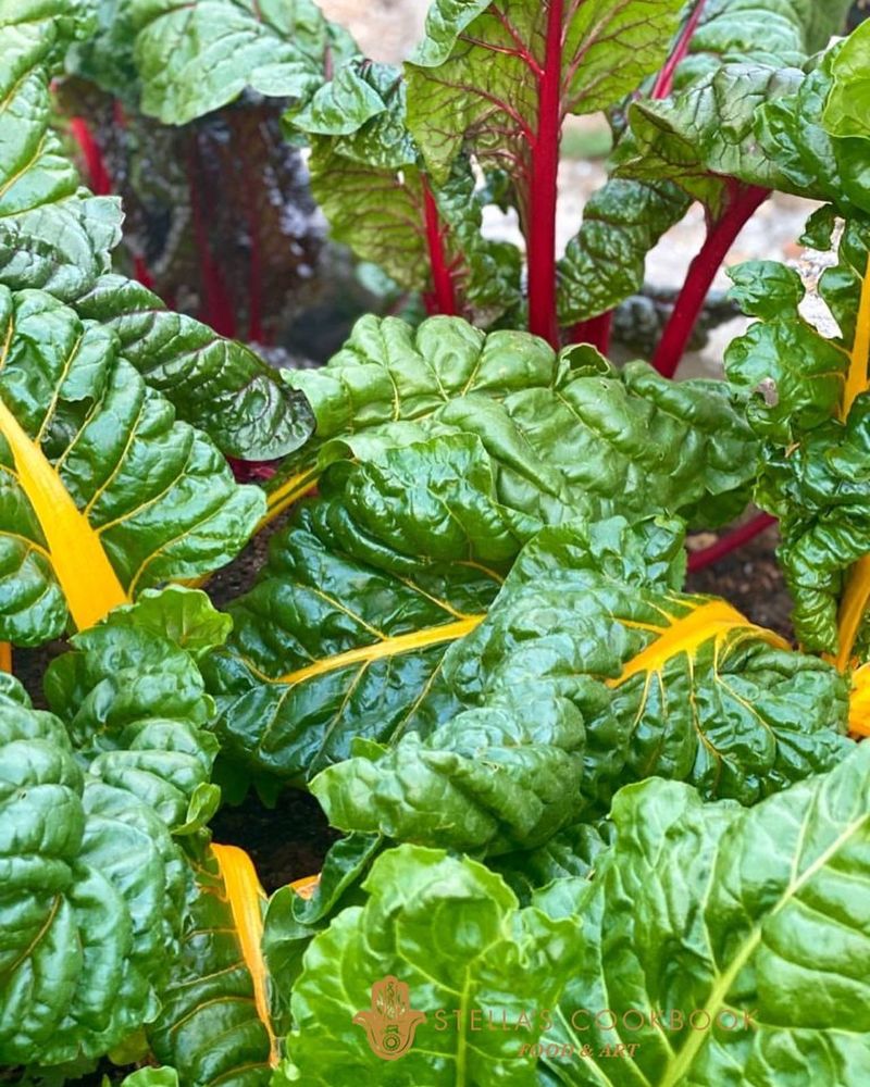 Swiss Chard