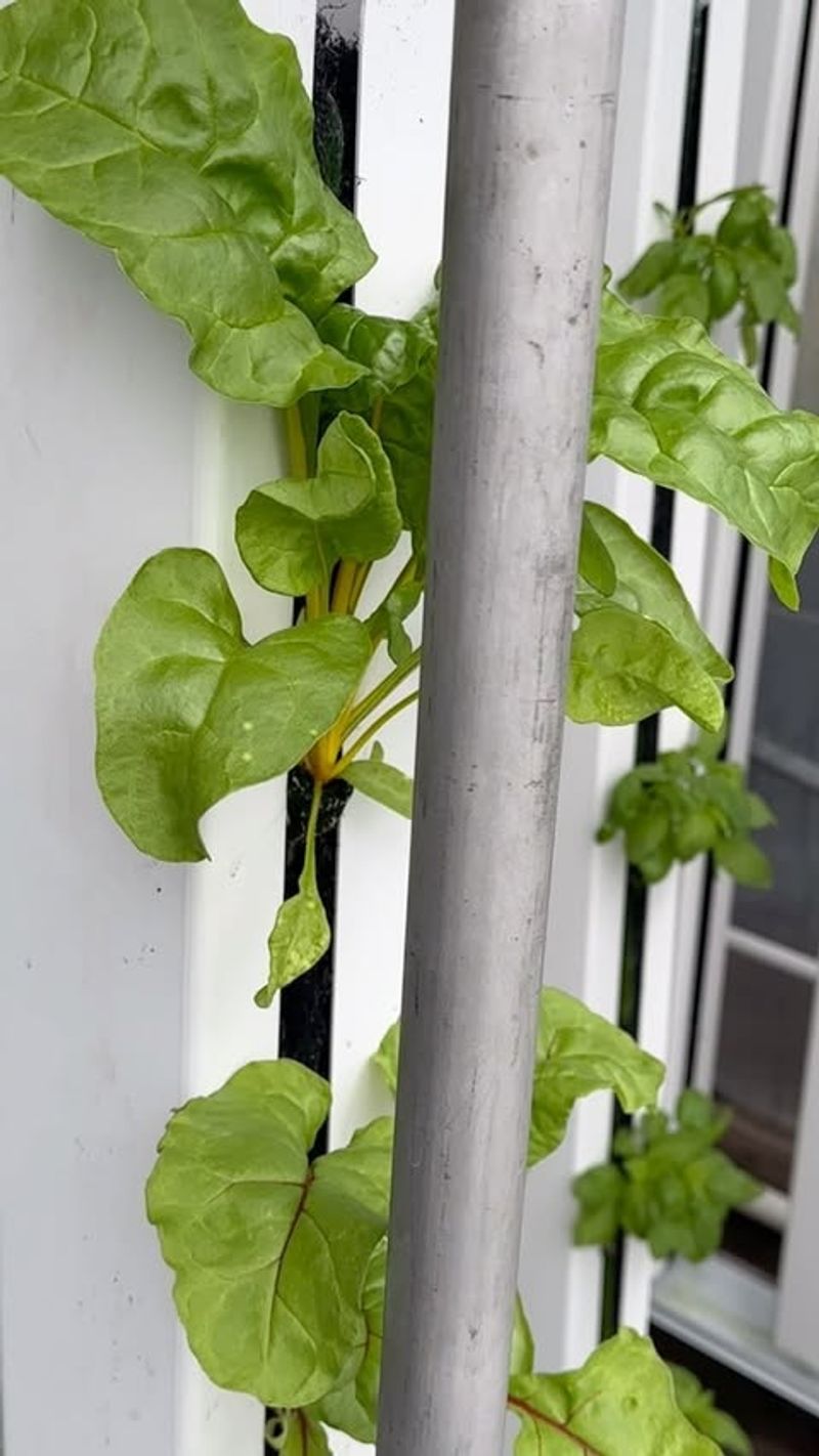 Swiss Chard