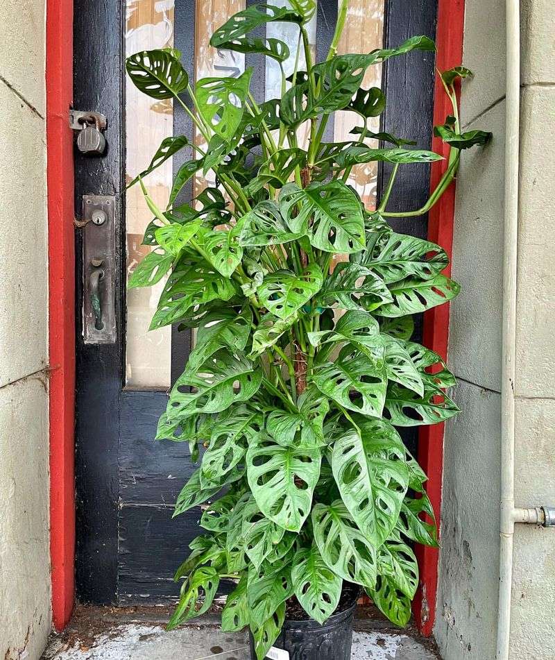 Swiss Cheese Plant