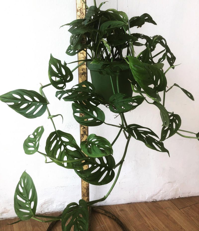 Swiss Cheese Plant (Monstera Adansonii)