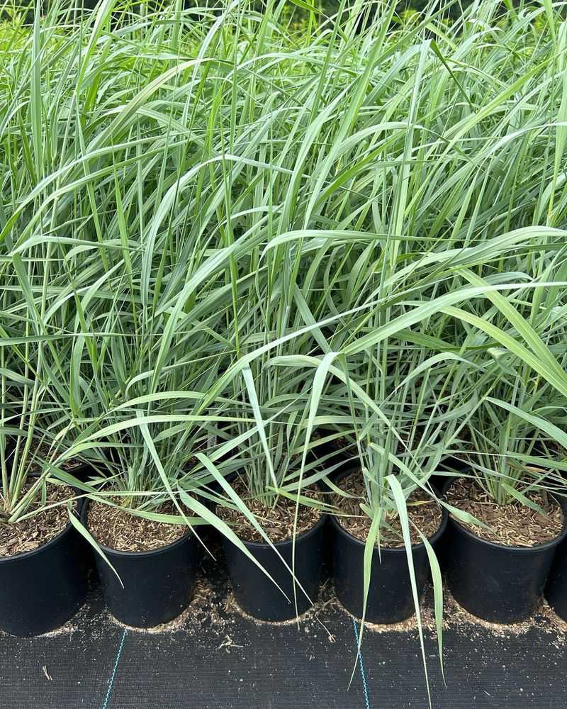 Switchgrass