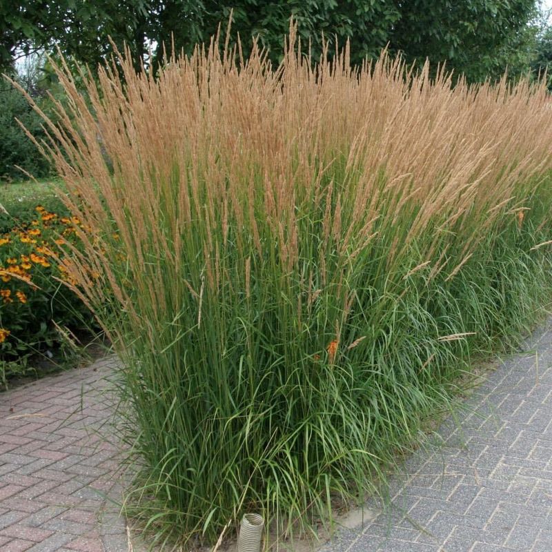 Switchgrass (Panicum virgatum)