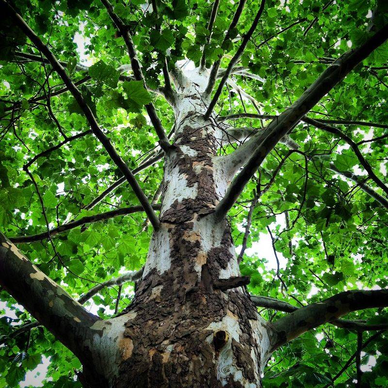 Sycamore Tree