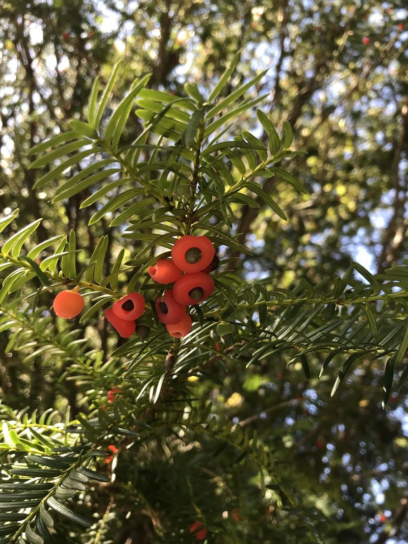 Symmetrical Design with Yew