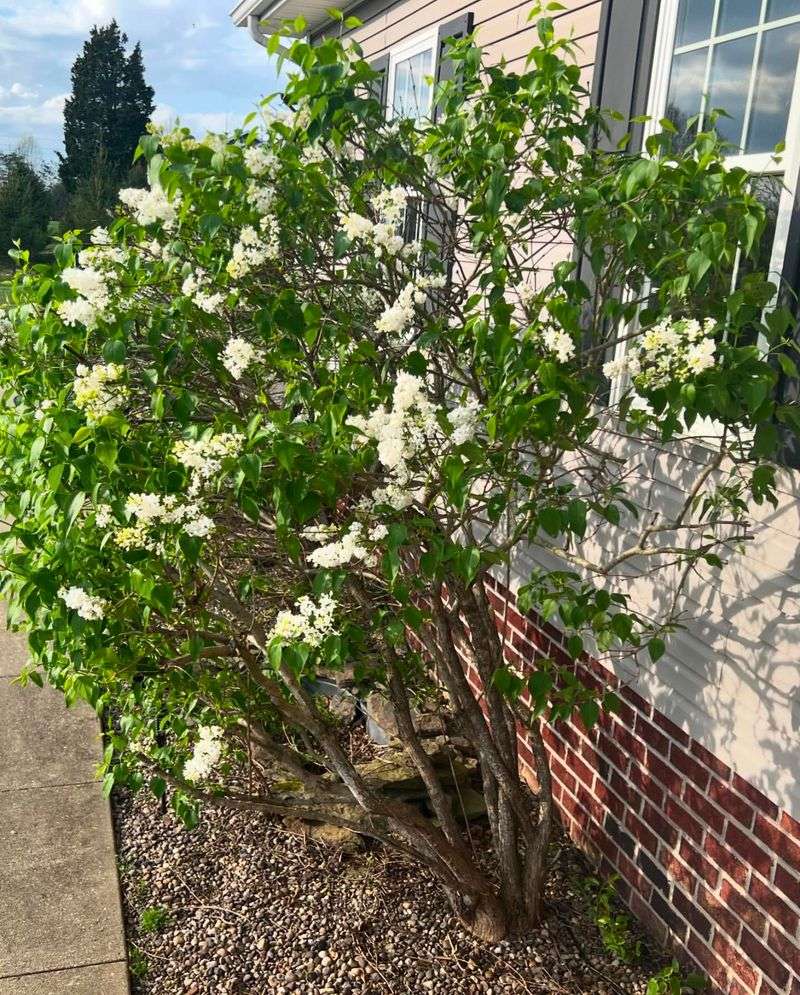 Syringa vulgaris 'Madame Lemoine'