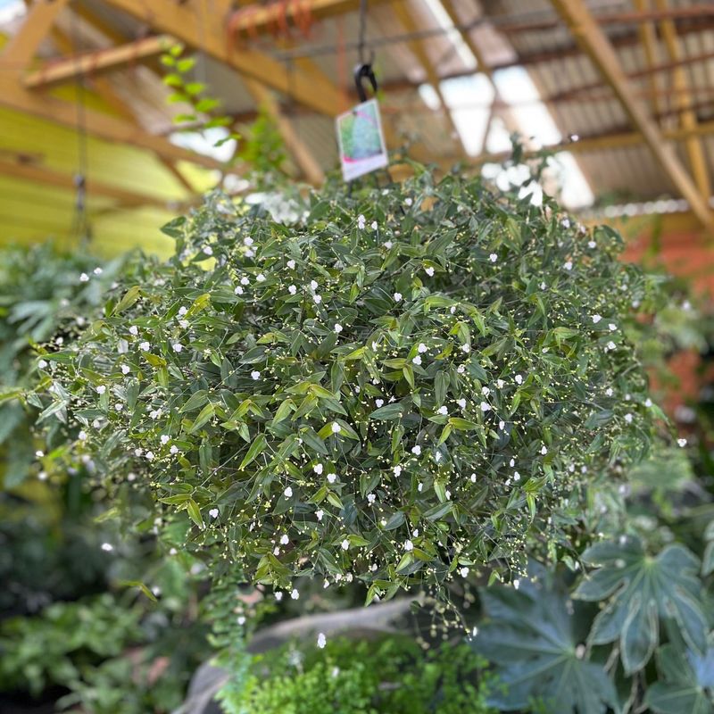 Tahitian Bridal Veil Daisy