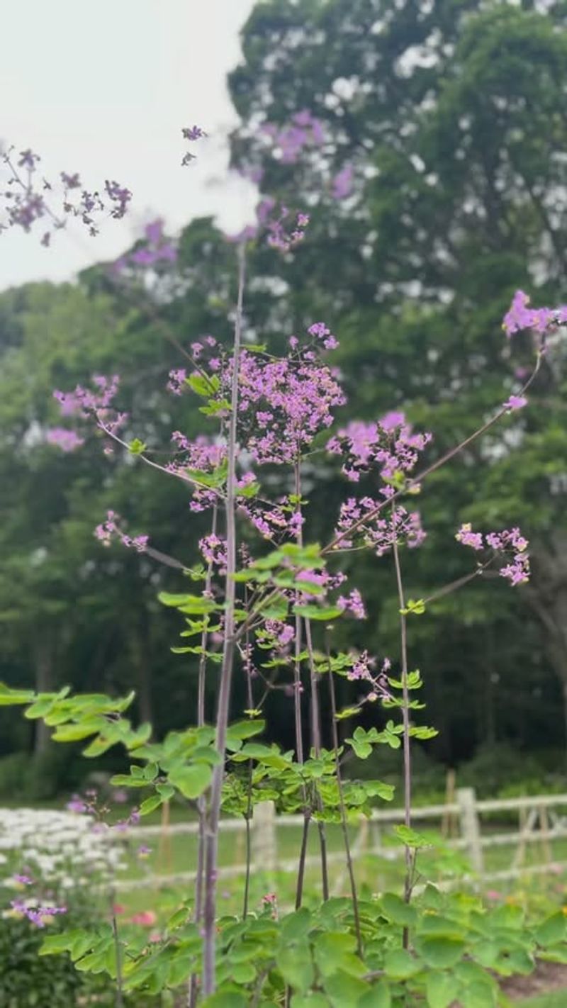 Tall Meadow Rue