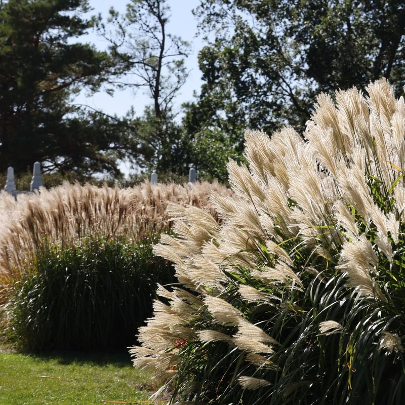 Tall Ornamental Grasses