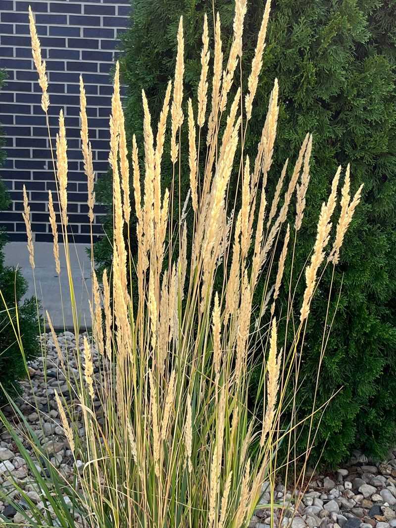 Tall Wheatgrass