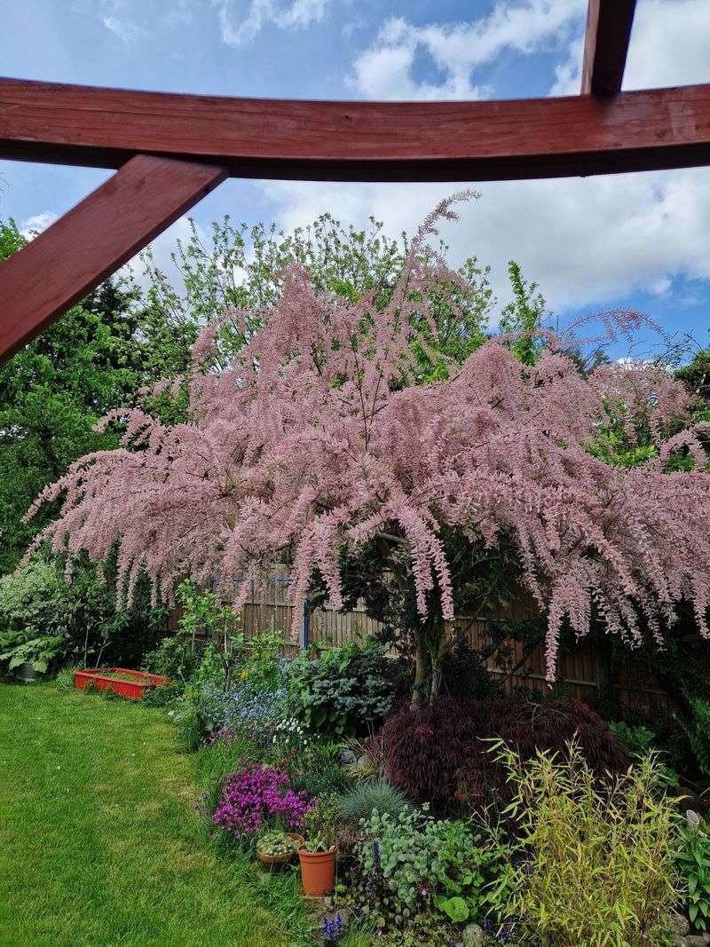 Tamarisk Tree