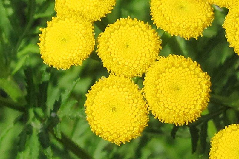 Tansy