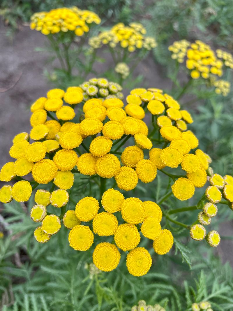 Tansy