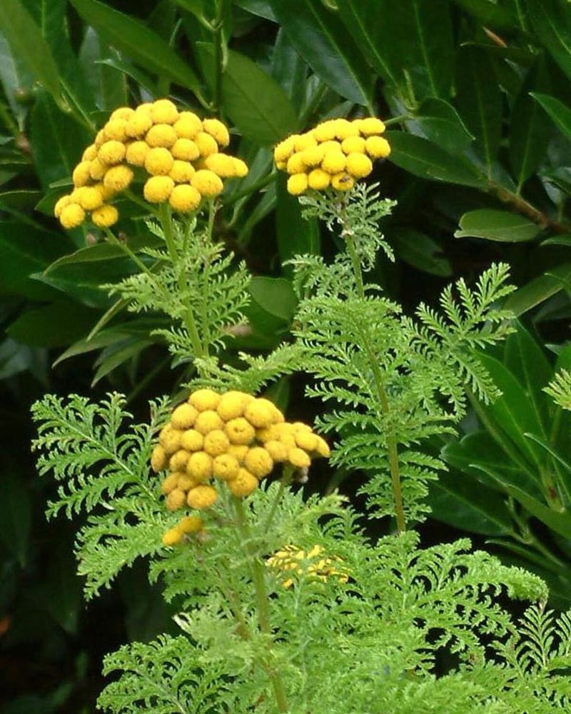 Tansy