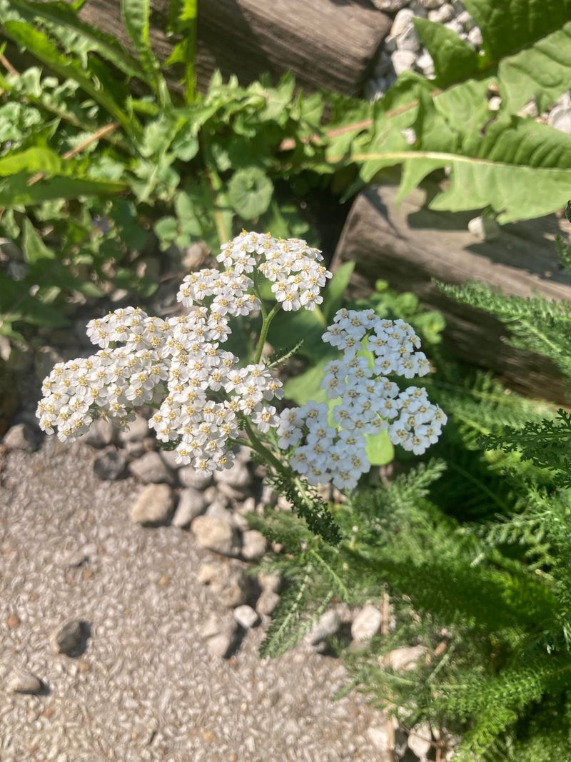 Tansy Ragwort