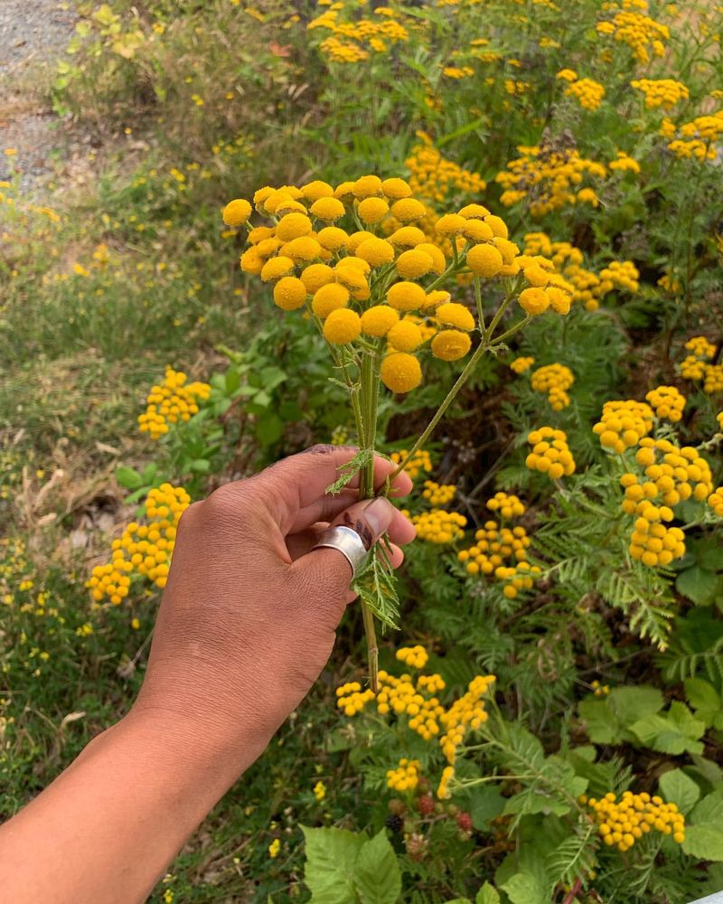 Tansy Ragwort