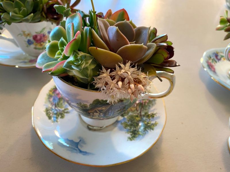 Tea Cup Succulent Set