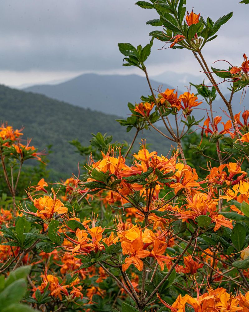 Tennessee - Flame Azalea