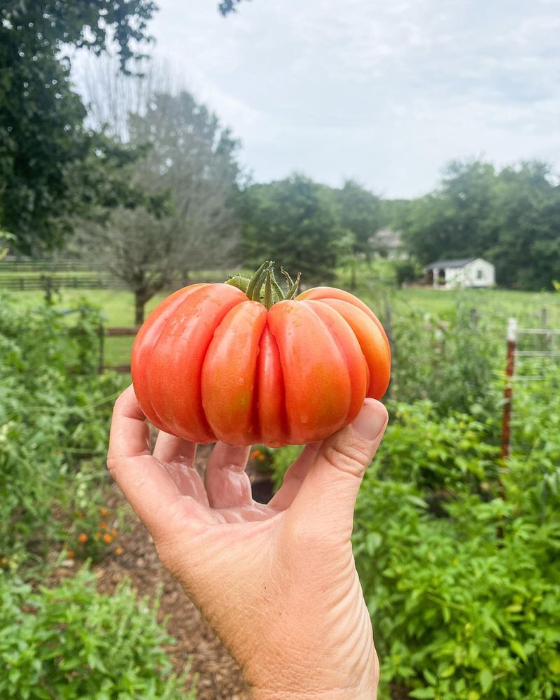 Tennessee: Tomato