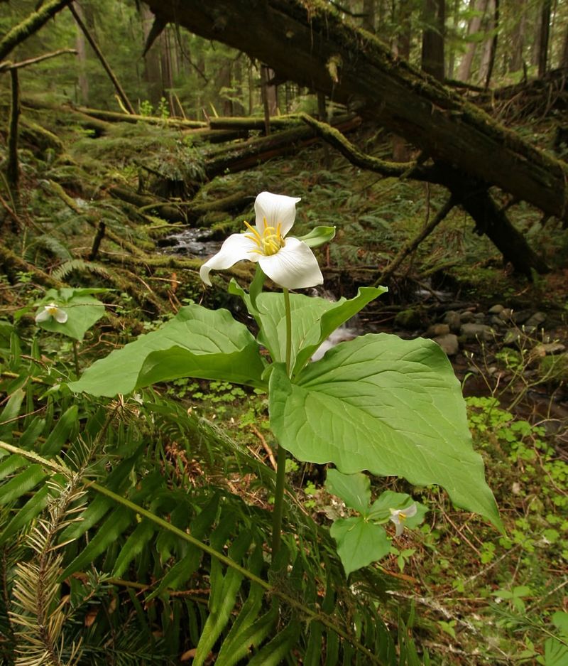 Tennessee: Trillium