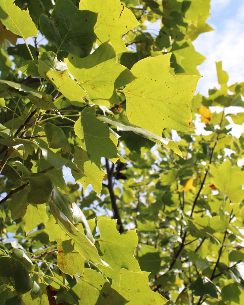 Tennessee: Tulip Poplar