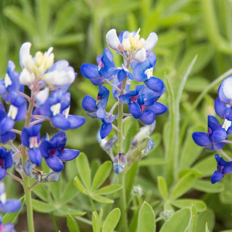 Texas: Bluebonnet