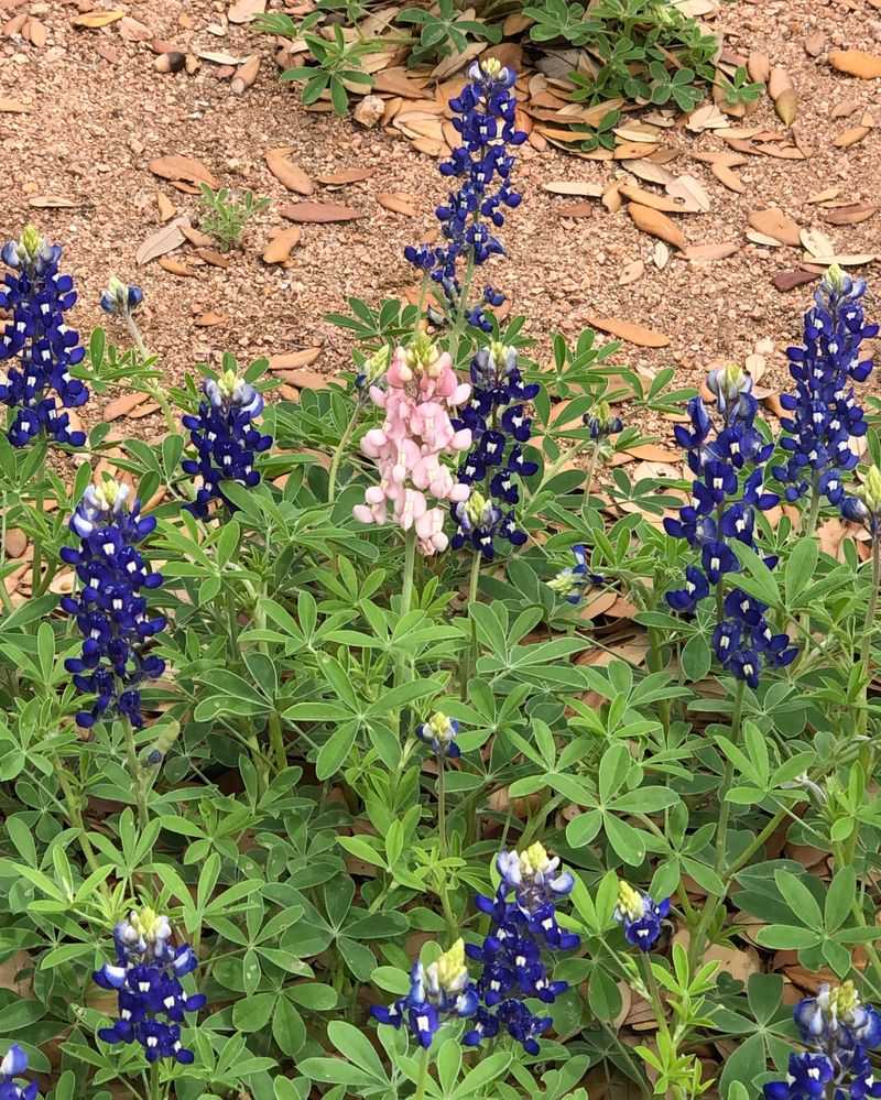 Texas - Bluebonnet