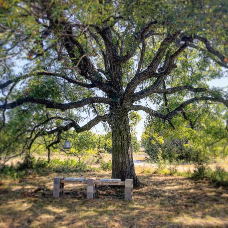 Texas: Pecan Tree