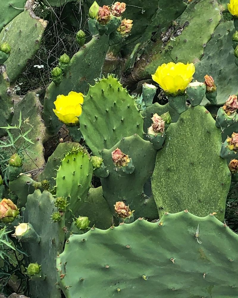 Texas: Prickly Pear