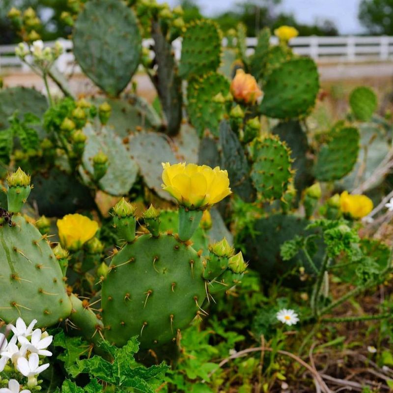 Texas - Prickly Pear Cactus