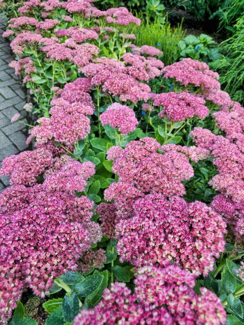 Textured Ground Covers