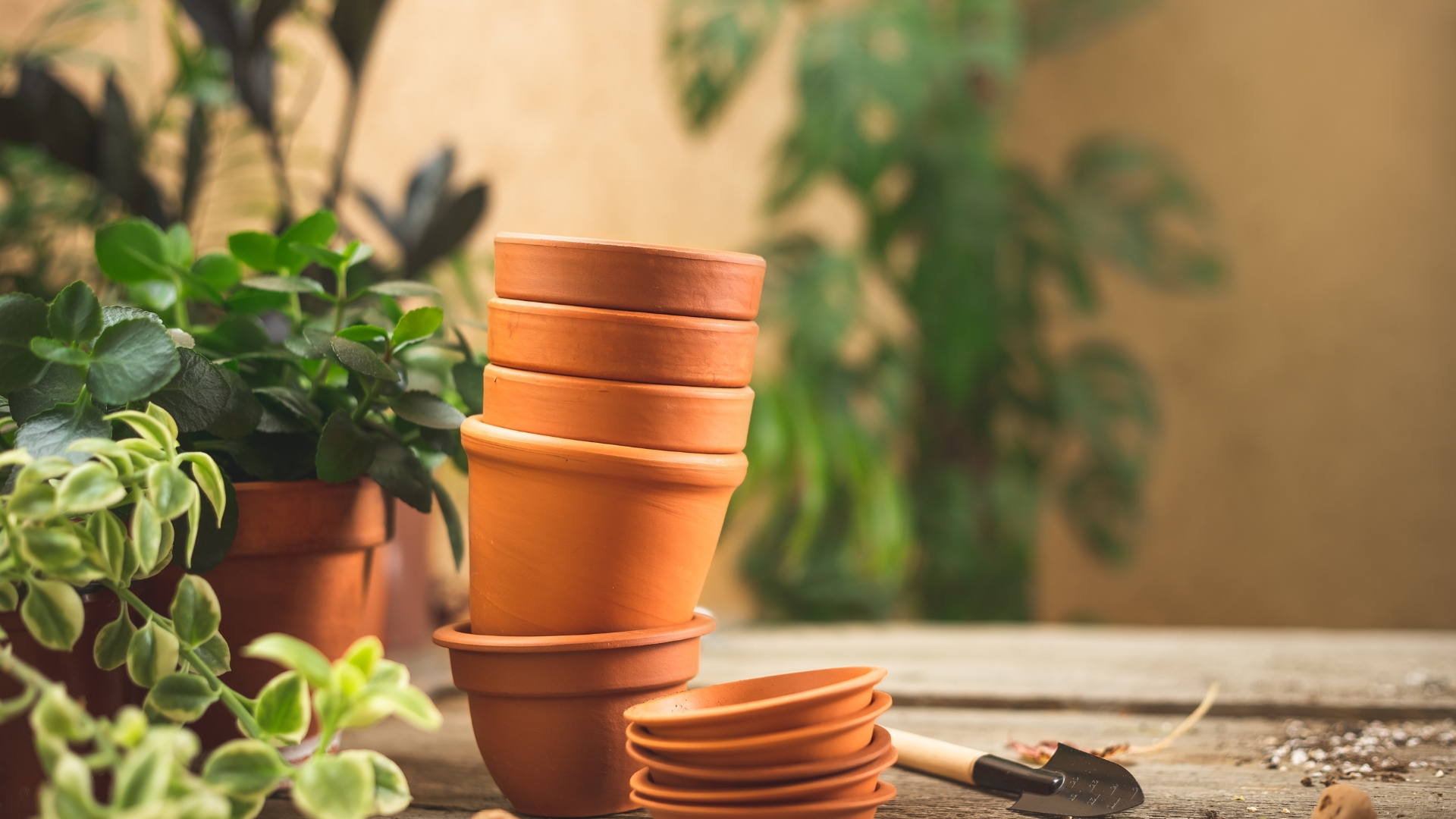 The 20 Plants That Won’t Thrive When Grown In A Terracotta Pot