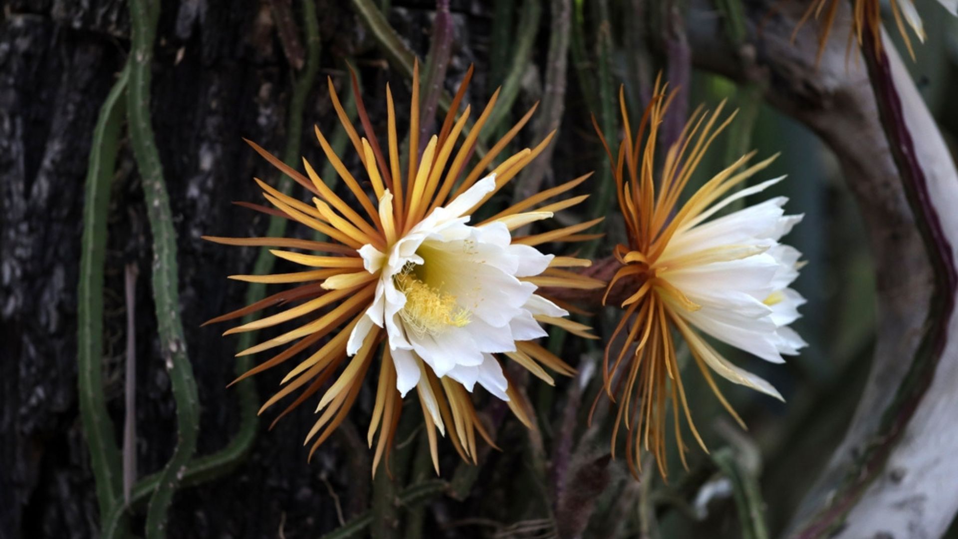 The 23 Best Night Blooming Flowers For A Moon Garden