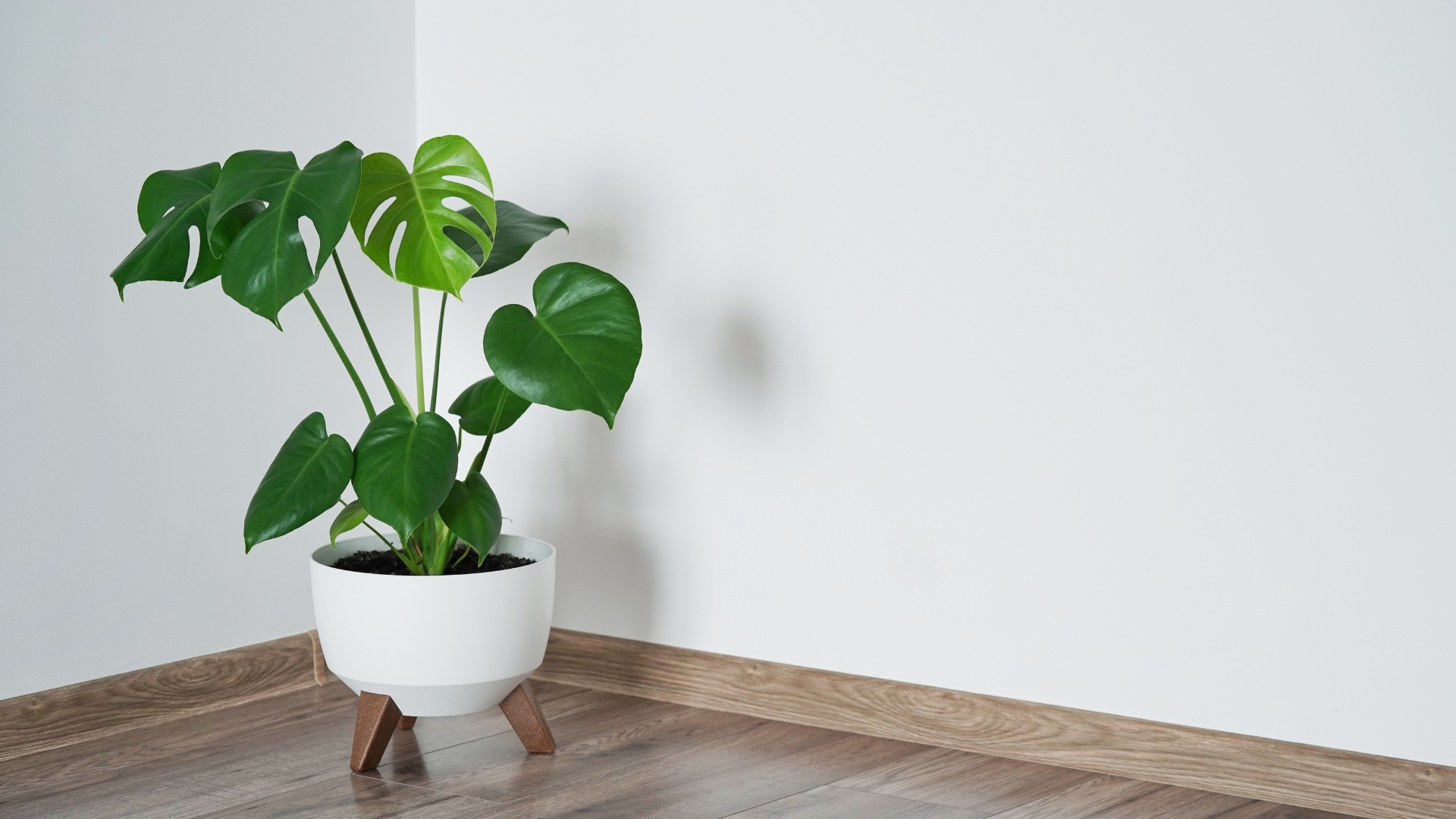 Close up of beautiful monstera flower leaves or swiss cheese plant, Monstera deliciosa Liebm, Araceae in white pot against white wall and brown floor, interior minimalism concept, banner, copy space