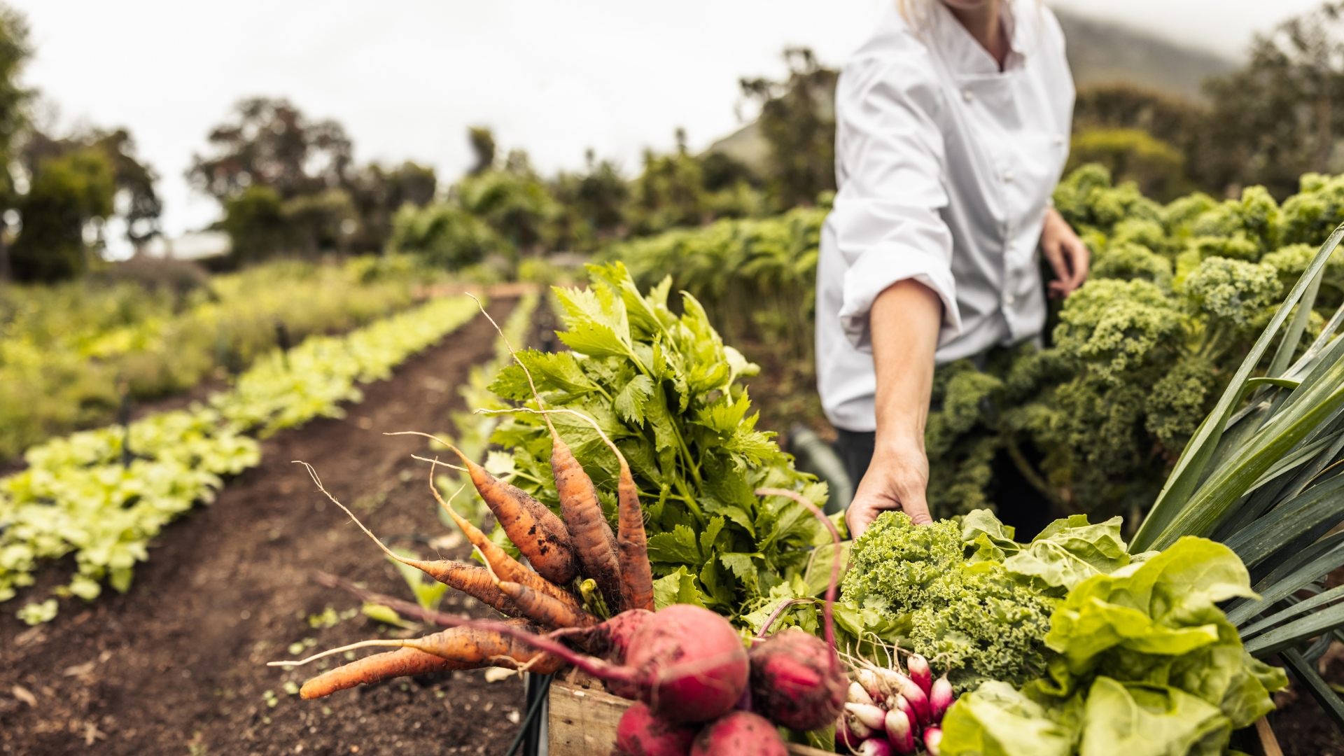 Anonymous chef harvesting fresh vegetables in an agricultural field