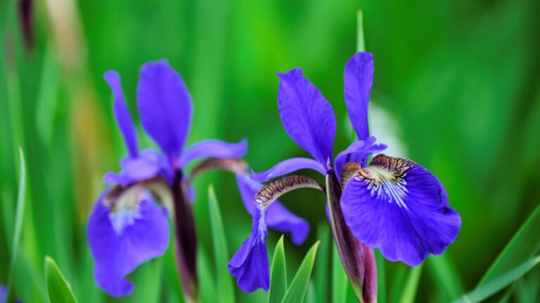 blue flag iris flowers