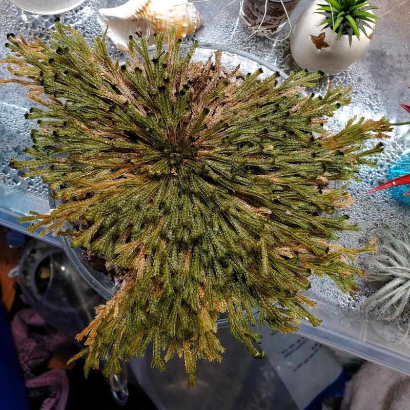 The Resurrection Plant