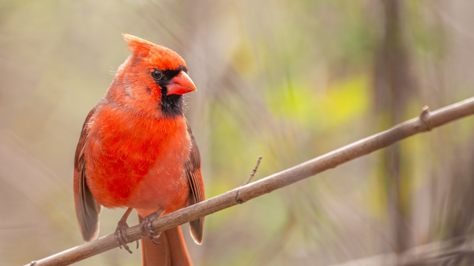 The iconic Northern Cardinal, Cardinalis cardinalis, captured in Central Park, New York, showcasing its vibrant plumage.