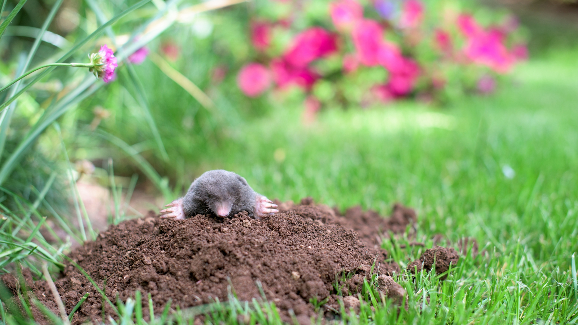 Mole out of molehill in a garden