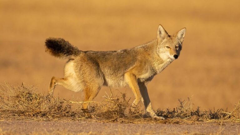 a coyote standing outdoors